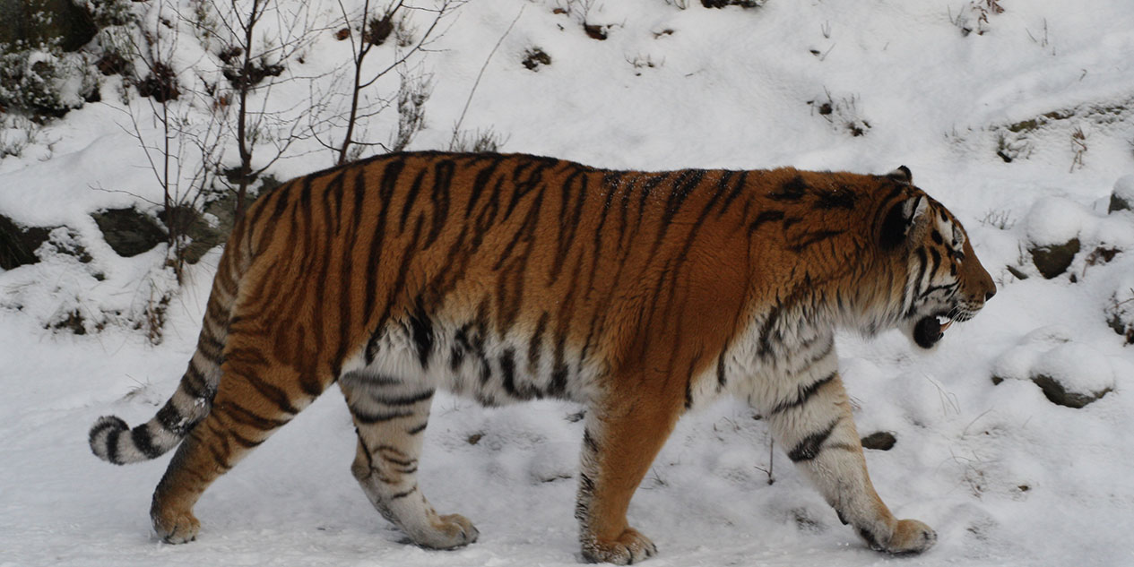 Tigre Siberiano Caçando