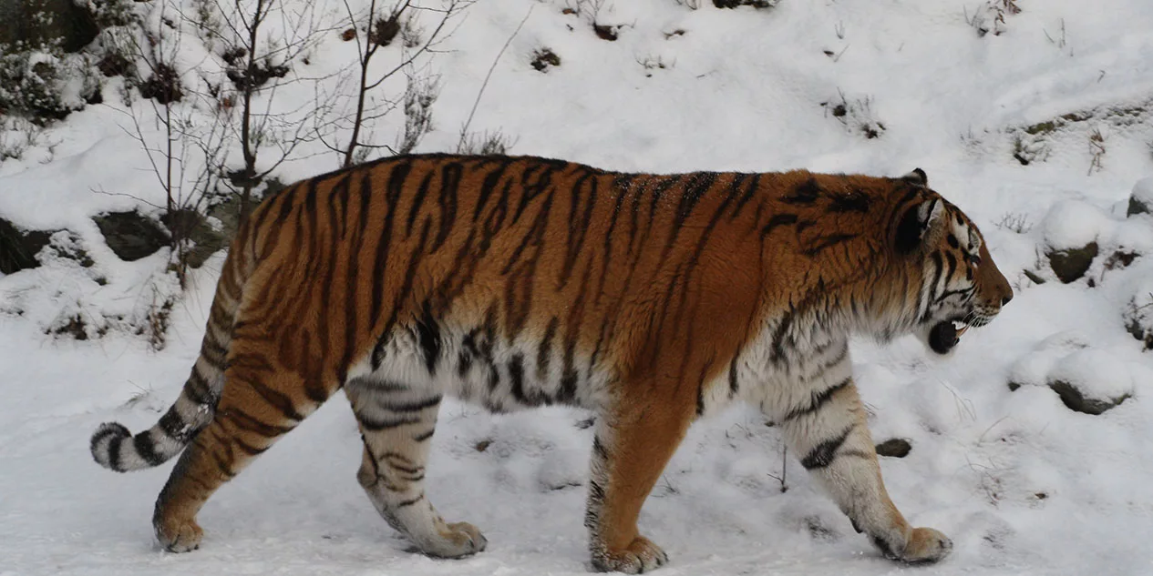 Tigre Siberiano Caçando
